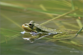 <p>SKOKAN SKŘEHOTAVÝ (Rana ridibunda) jižní Morava --- /Marsh frog - Seefrosch/</p>